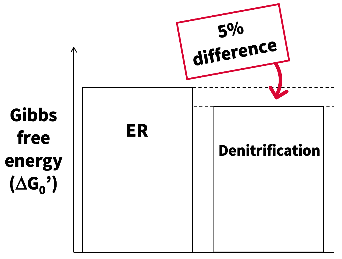 We also know that denitrification releases just 5% less free energy than aerobic respiration per electron in reaction.[@stumm_aquatic_1996]